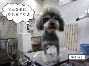 カット前Mシュナ