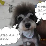 毛逆立ちMシュナ