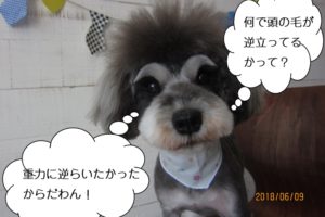 毛逆立ちMシュナ