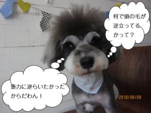 毛逆立ちMシュナ