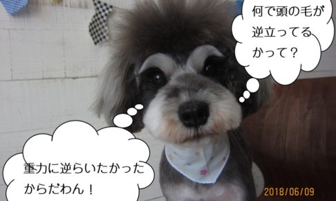 毛逆立ちMシュナ