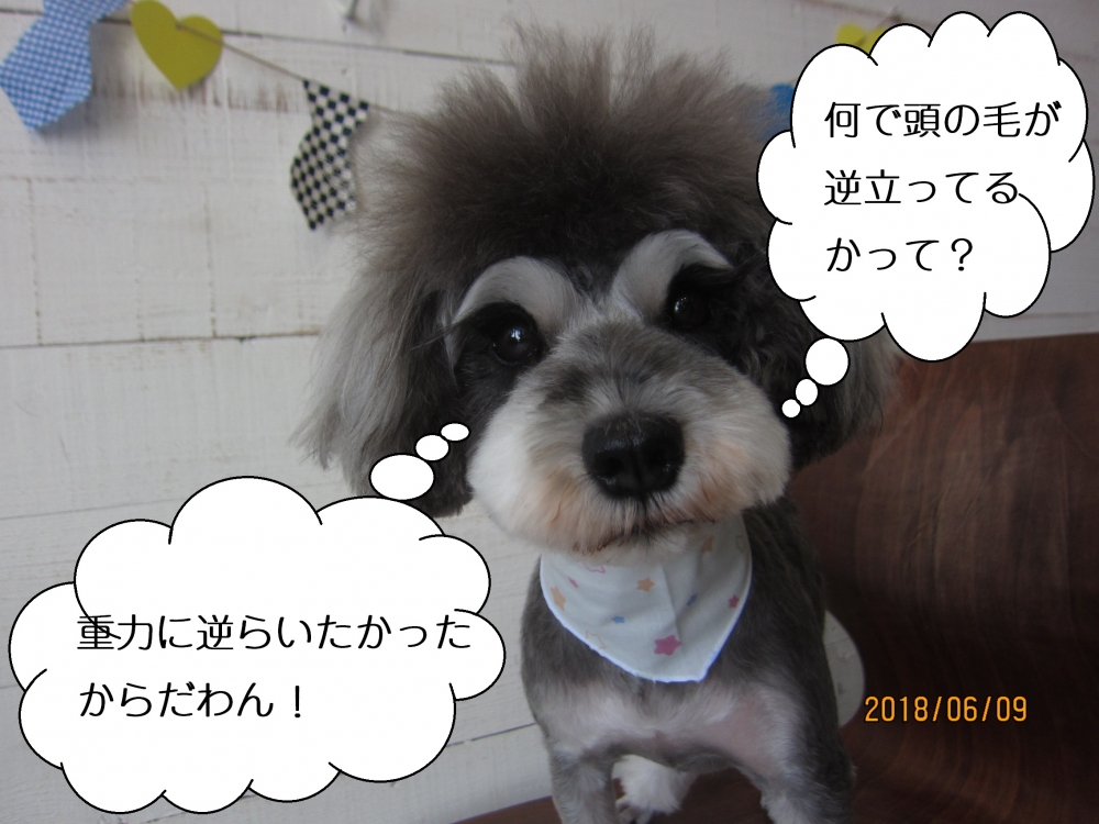 毛逆立ちMシュナ