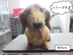 施術前ミニチュアダックス
