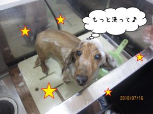 シャンプー中ミニチュアダックス