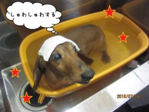 スパ中ミニチュアダックス