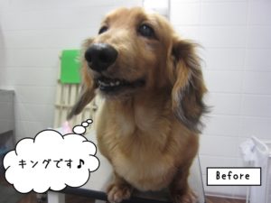 施術前ミニチュアダックス