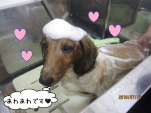 シャンプー中ミニチュアダックス