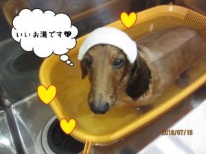 スパ中ミニチュアダックス