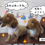 二人ミニチュアダックス