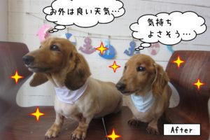 二人ミニチュアダックス