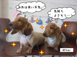 二人ミニチュアダックス