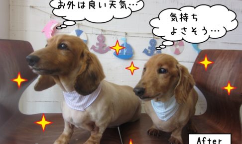 二人ミニチュアダックス