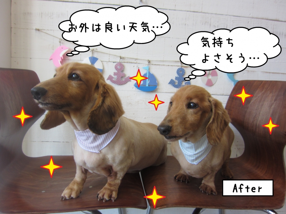 二人ミニチュアダックス