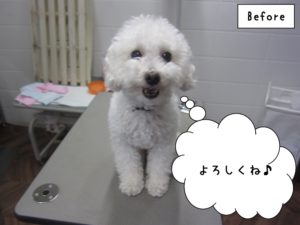 カット前白トイプードル