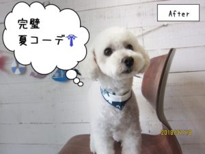 カット後白トイプードル