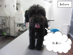 ｋ黒トイプードル