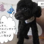 黒トイプードル