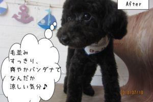 黒トイプードル