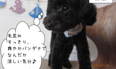 黒トイプードル