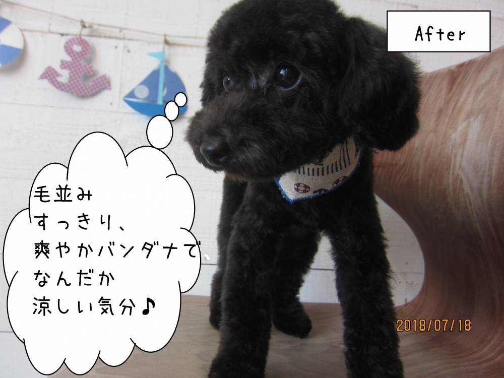 黒トイプードル