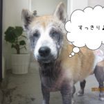 すっきり施術後柴犬