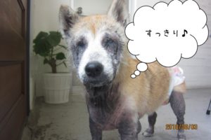 すっきり施術後柴犬