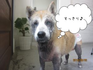 すっきり施術後柴犬