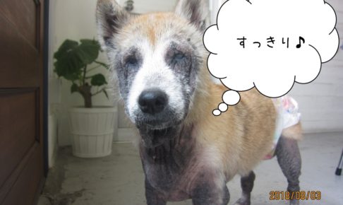 すっきり施術後柴犬