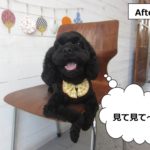 どや顔ミックス犬