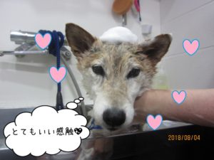 シャンプー中柴犬