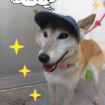 帽子施術後柴犬