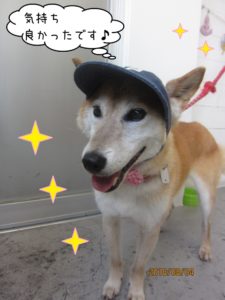 帽子施術後柴犬