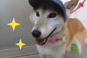 帽子施術後柴犬