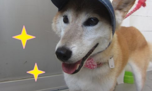 帽子施術後柴犬