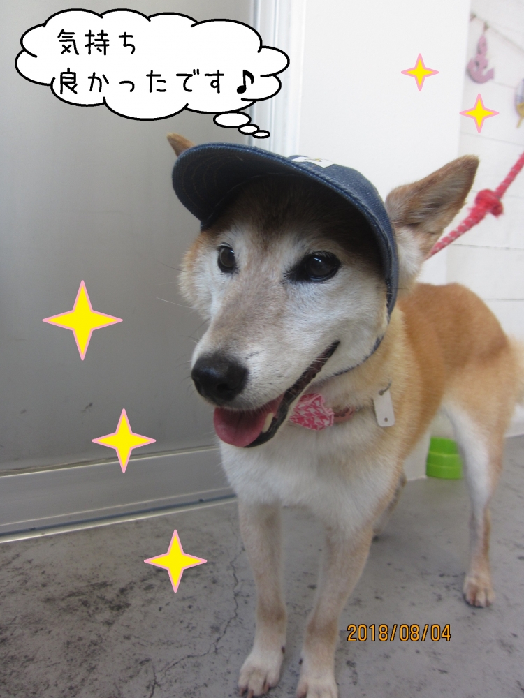 帽子施術後柴犬