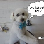 白トイプードル