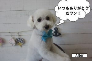 白トイプードル