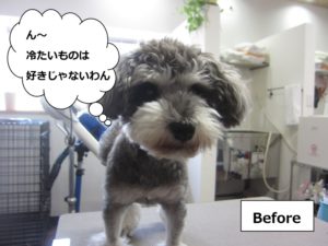 カット前ミニチュアシュナウザー