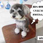 カット後おすましミニチュアシュナウザー