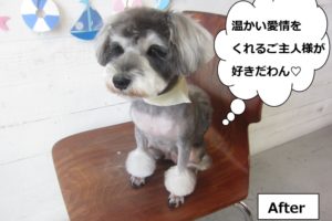 カット後おすましミニチュアシュナウザー