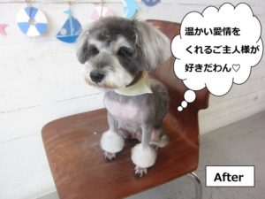 カット後おすましミニチュアシュナウザー