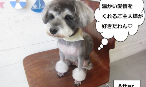 カット後おすましミニチュアシュナウザー