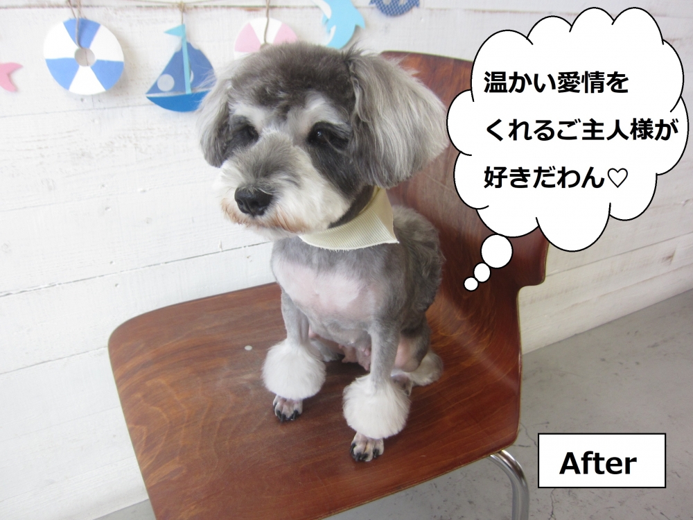 カット後おすましミニチュアシュナウザー