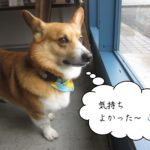 窓際コーギー