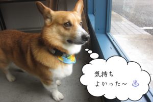 窓際コーギー