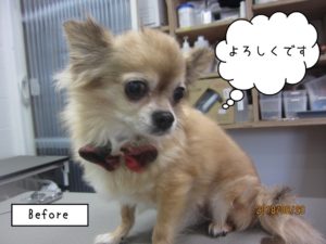 施術前チワワ