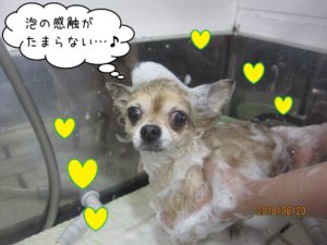 シャンプー中チワワ