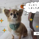 きょとん顔チワワ