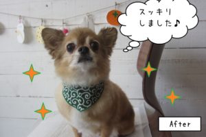 きょとん顔チワワ