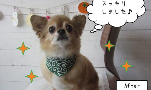 きょとん顔チワワ